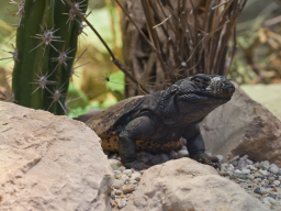 Iguana